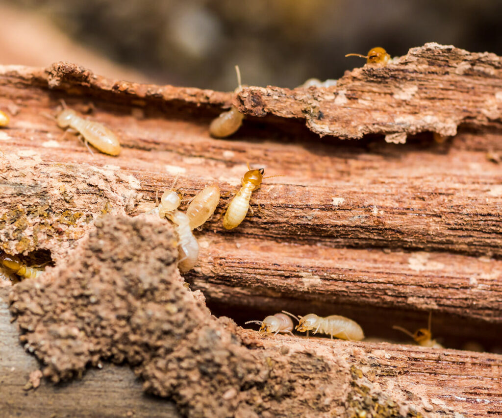 Pros and Cons of Different Termite Treatments Dodson Pest Control