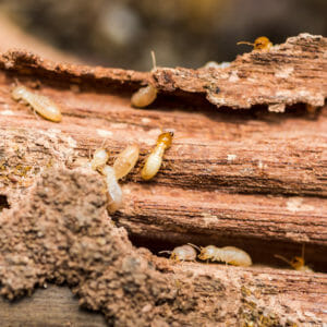 termites with wings eating wood
