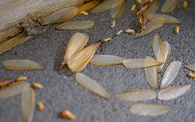 termite alates, winged termites