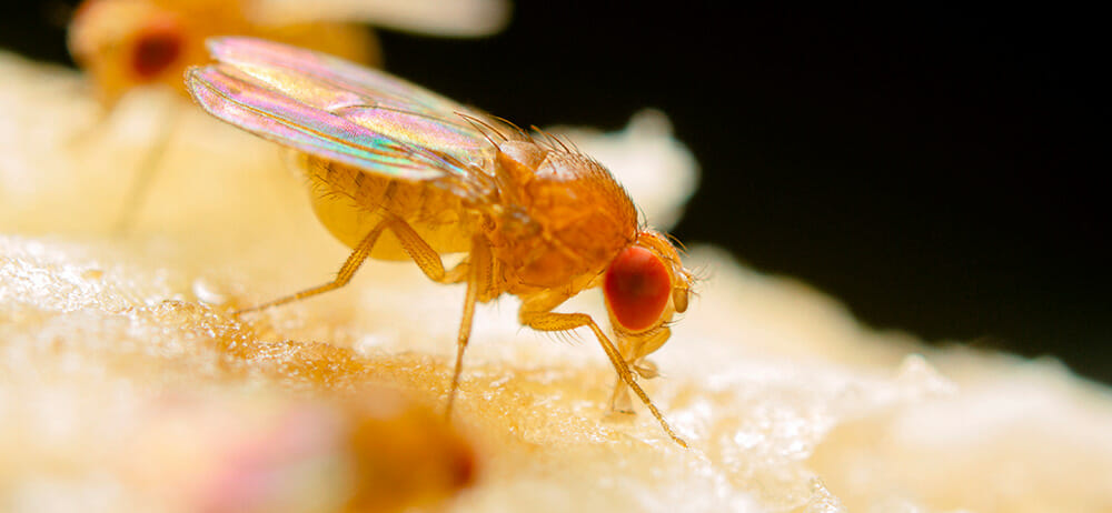 What causes fruit shop flies