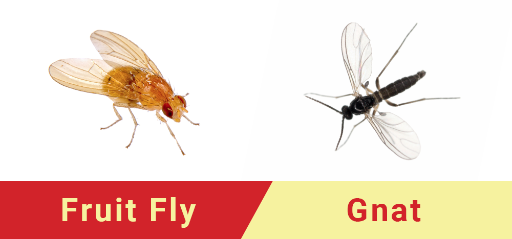 a fruit fly and a gnat