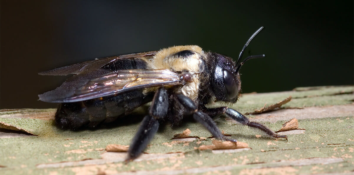 Why Bee Traps Aren't Your Best Option