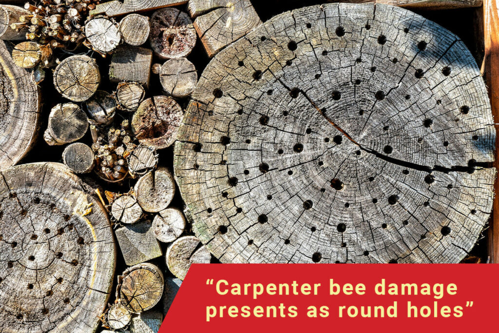 How to Prevent Carpenter Bee Damage Dodson Pest Control