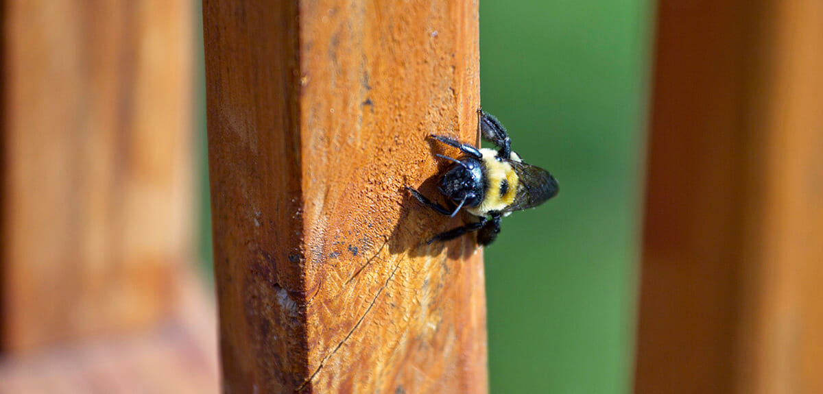 A male carpenter bee stands on a wooden deck board.