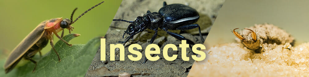What Eats Ants Natural Predators That Can Help You Fight Back
