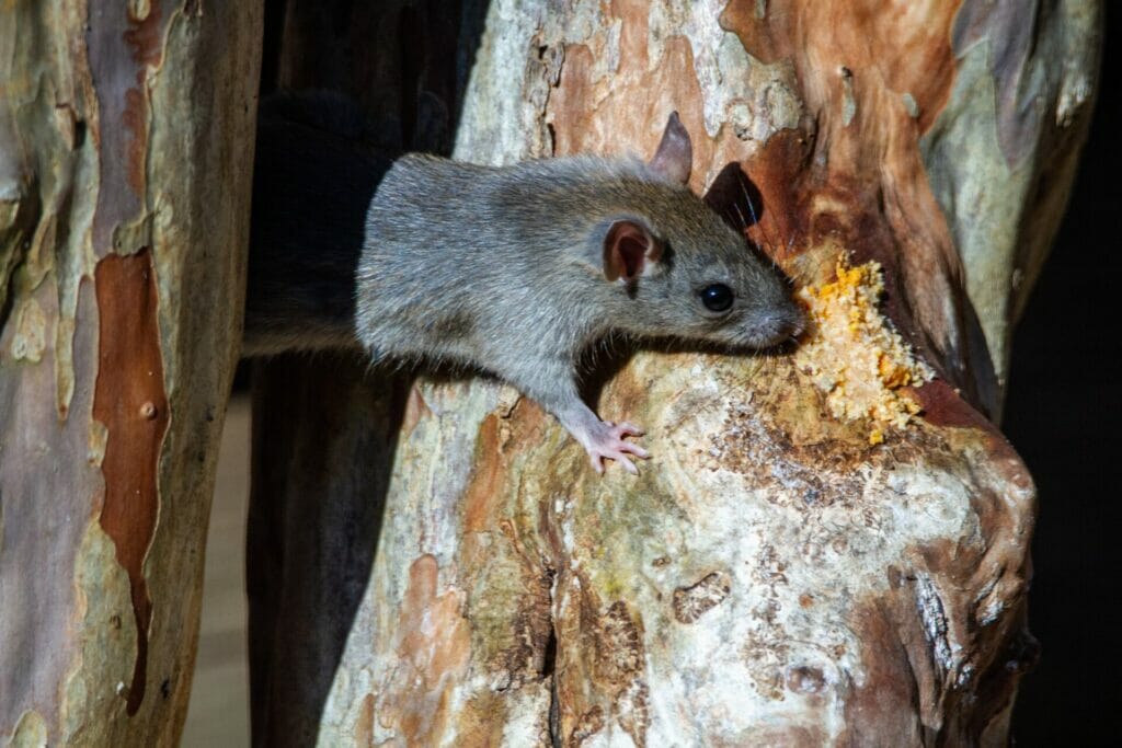 mouse emerging to chew on wood