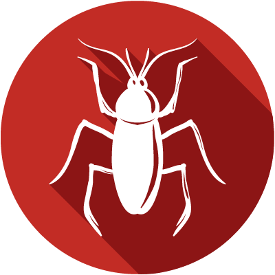 Cockroaches